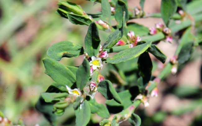 Achyronychia cooperi, Onyxflower